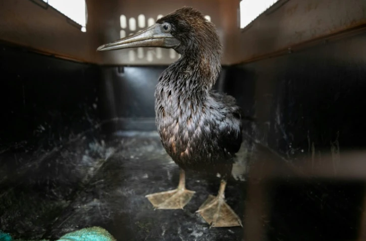 Un cormoran imbibé de pétrole attend d'être soigné au zoo Las Leyendas de Lima, le 20 janvier 2022