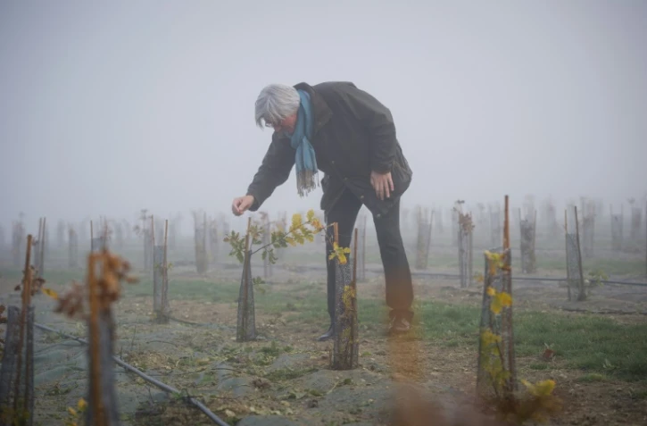 Une truffière à Chinon, dans l'ouest de la France, le 17 décembre 2016