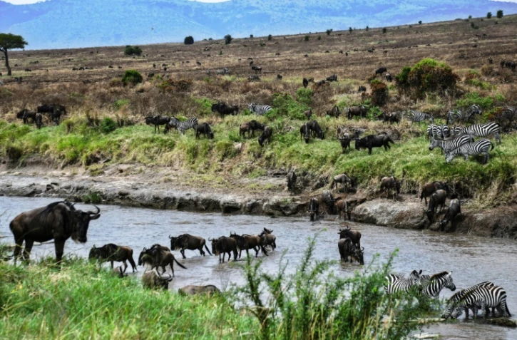 Des troupeaux de gnous et de zèbres, dans le parc national Serengeti (Tanzanie), le 17 juillet 2020