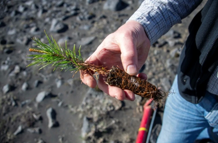 Adalsteinn Sigurgeirsson, directeur adjoint du Service forestier islandais, exhibe un plant d'arbre qui va être replanté dans un champ de lave, le 21 mai 2019
