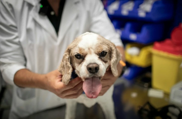 Le chien Junior sur la table de soins est examiné par le cancérologue Jérémy Béguin à l'hôpital vétérnaire de Maisons-Alfort, le 9 juin 2026 dans le Val-de-Marne