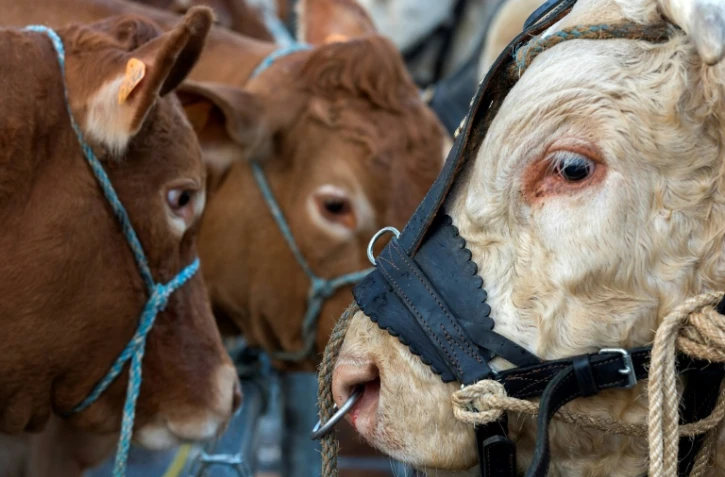 Des bovins au "Sommet de l'elevage" Ă Cournon-d'Auvergne, le 2 octobre 2019
