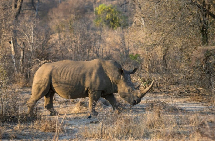 Un rhinocéros blanc dans le parc national Kruger, en Afrique du Sud, le 20 août 2018