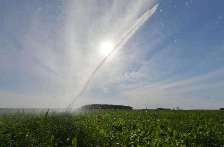 Un champ de betteraves irrigué à Saint-Georges-sur-Eure (Eure-et-Loir), le 13 août 2022