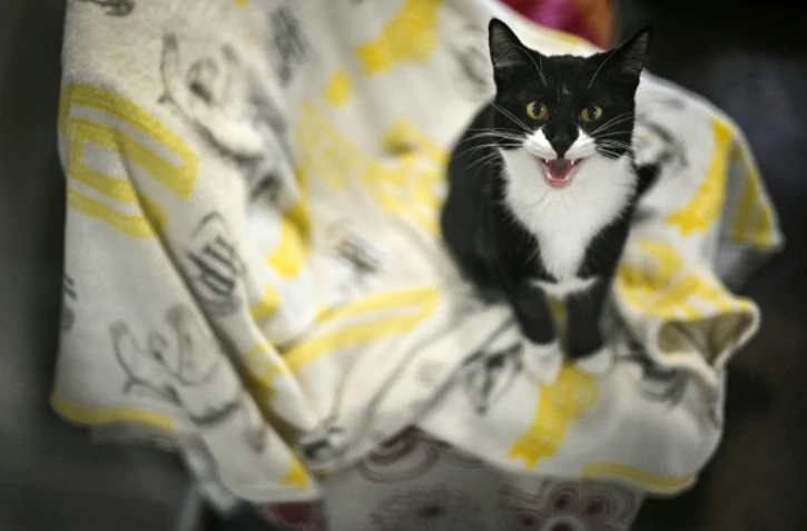 Le chat Marvis au refuge Mayhew, après avoir été recueilli, le 3 avril 2025 dans l'ouest de Londres 