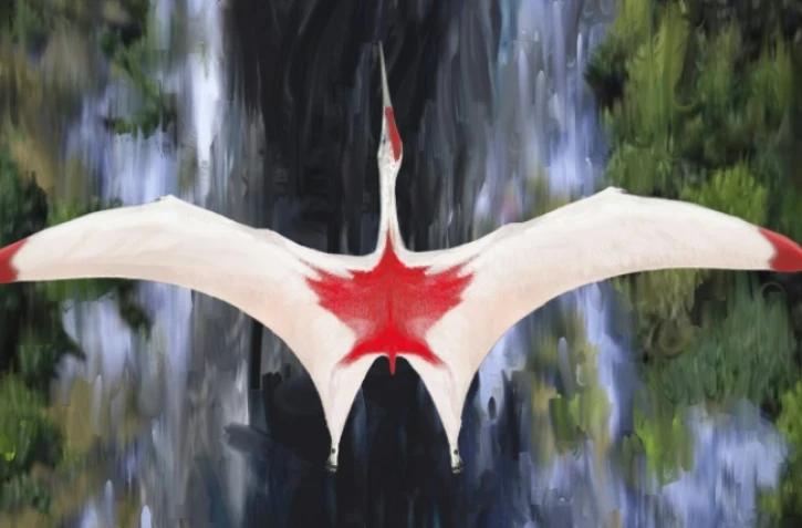 Photo non datée diffusée le 10 septembre 2019 par l'Université Queen Mary de Londres montrant le ptérosaure Cryodrakon boreas