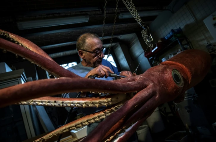 Le taxidermiste du Muséum d'histoire naturelle Christophe Gottini restaura un calamr le 12 mars 2019 à Paris