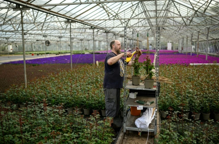 Un employé de Bransford Webbs Plant dans une serre de l'entreprise, près de Worcester, le 4 mai 2020