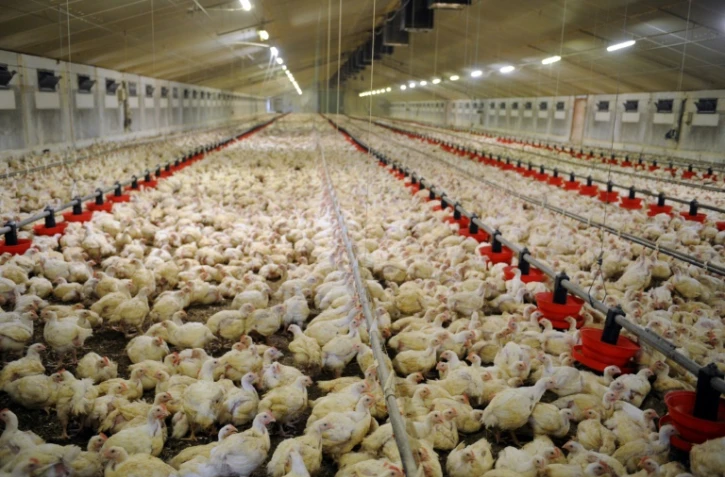 La consommation de poulet augmente en France, ce qui pose la question des sources d'approvisionnement et des conditions d'élevage