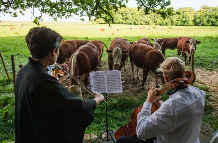 Un troupeau de vaches écoutent le violoncelliste Jacob Shaw (d) et la violoniste  Roberta Verna, jouer un morceau de musique classique dans la campagne à Stevns,  au Danemark le 15 juin 2021