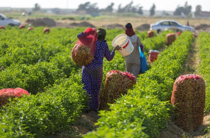 Des ouvriers agricoles récoltent des poivrons dans une ferme à al-Fachen, à 150 km au sud du Caire, le 13 juin 2022
