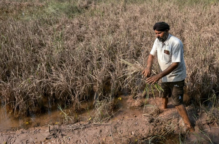 L'agriculteur Rakesh Kumar inspecte ses cultures, endommagées par les inondations, lors d'un entretien avec l'AFP dans le village de Lassia, dans l'Etat du Pendjab, le 11 septembre 2025 en Inde