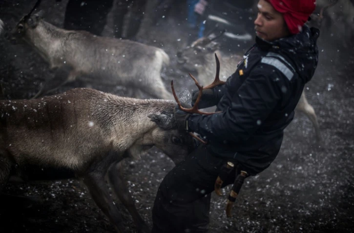 Un des éleveurs samis attrape un renne, le 27 octobre 2016, près de Dikanäs, à 800 kilomètres de la capitale suédoise