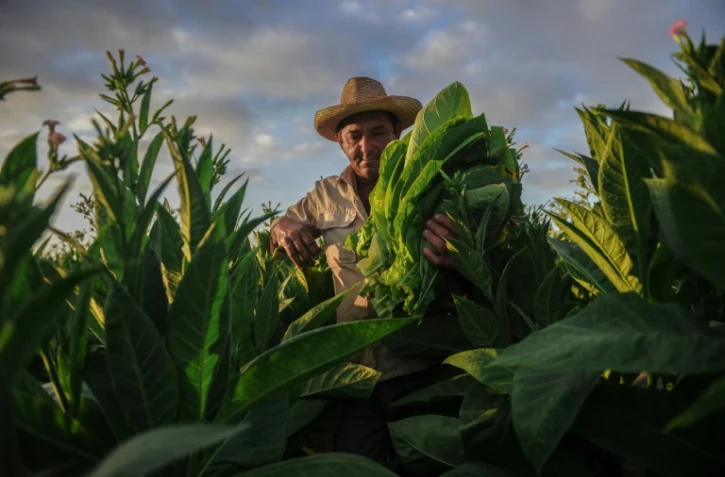 Un paysan cubain récolte des feuilles de tabac dans une plantation de San Juan y Martinez, le 24 février 2018 à Pinar del Río