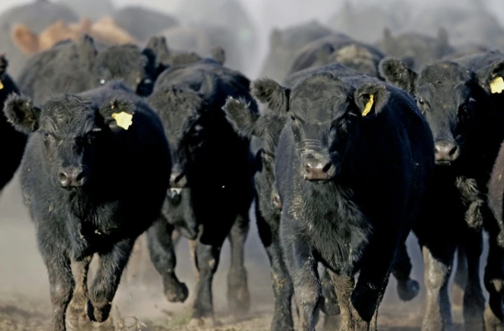 Un troupeau de boeufs de race angus, élevés dans le ranch La Constancia, à 130 km de Buenos Aires, en Argentine, le 11 mai 2005