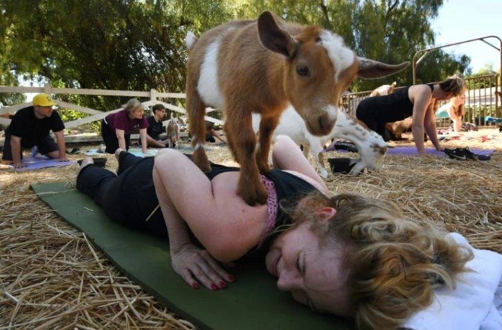 Adonna Ebrahimi, allongée sur son tapis de yoga, essaie de maintenir la position du cobra pendant qu'un chevreau se tient sur son dos