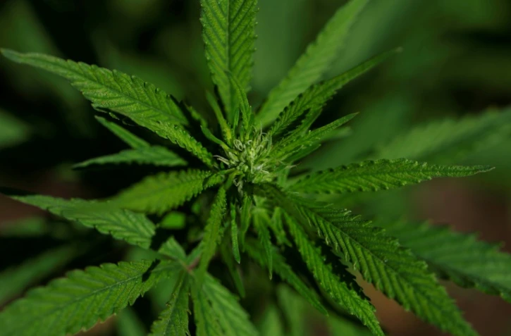 Un extrait de cannabis particulier soulagerait les douleurs lombaires chroniques, selon un essai clinique
