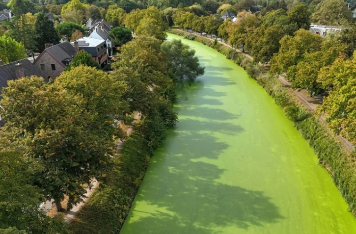 Les voies d'eau de Gand, en Belgique, envahies de lentilles d'eau, le 1er octobre 2026