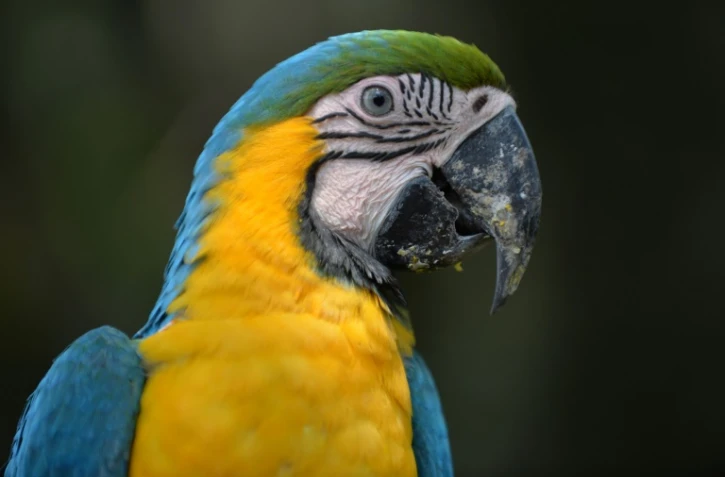 Un ara le 6 janvier 2016, dans le jardin tropical de Megananda Daryono à Bogor, dans la proche banlieue Jakarta