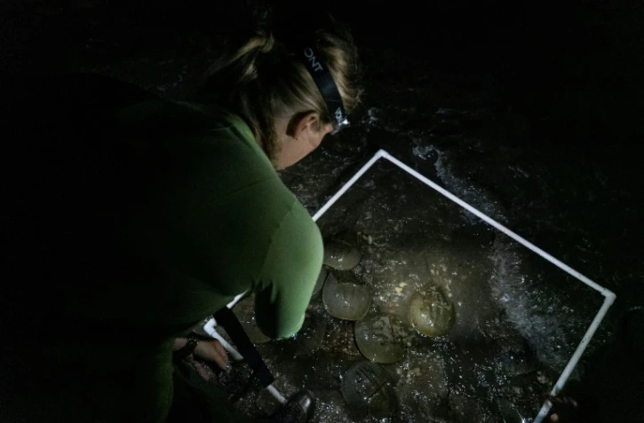 Kristi Lieske fait une estimation du nombre de crabes fer à cheval sur une plage près de Dover, dans le Delaware, le 17 juin 2022