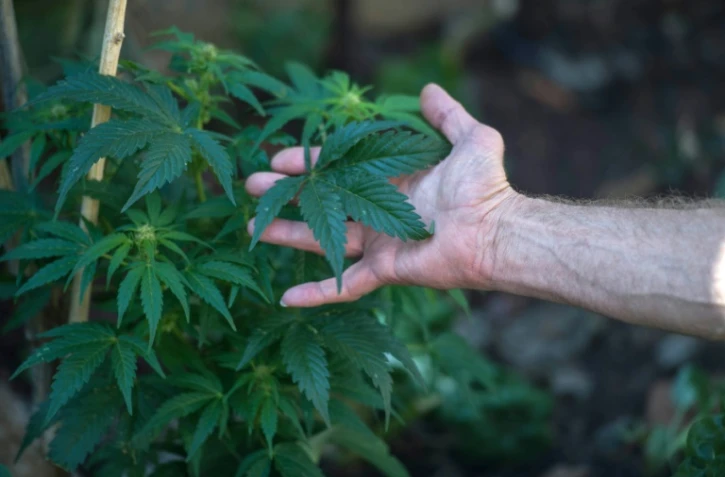 Un Sud-Africain atteint de sclérose en plaques, qui produit du cannabis à Johannesbourg, le 18 juillet 2017