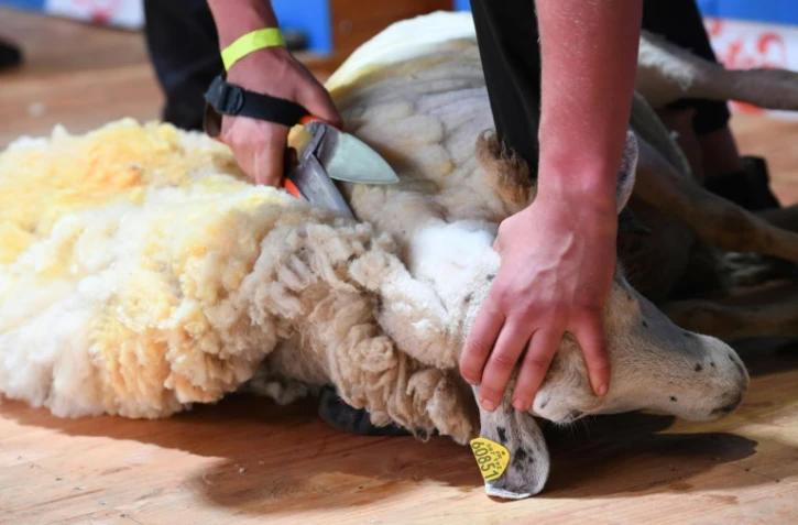 Le Hongrois Arjan Kaashoek tond un mouton aux forces, Ă Le Dorat en Haute-Vienne le 4 juillet 2019