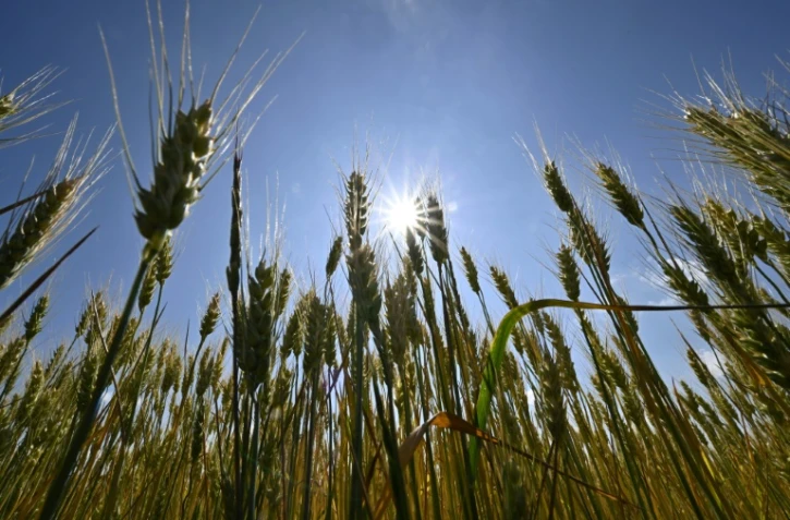 Un champ de blé dans une ferme de la région de Mykolaiv, dans le sud de l'Ukraine, le 11 juin 2022