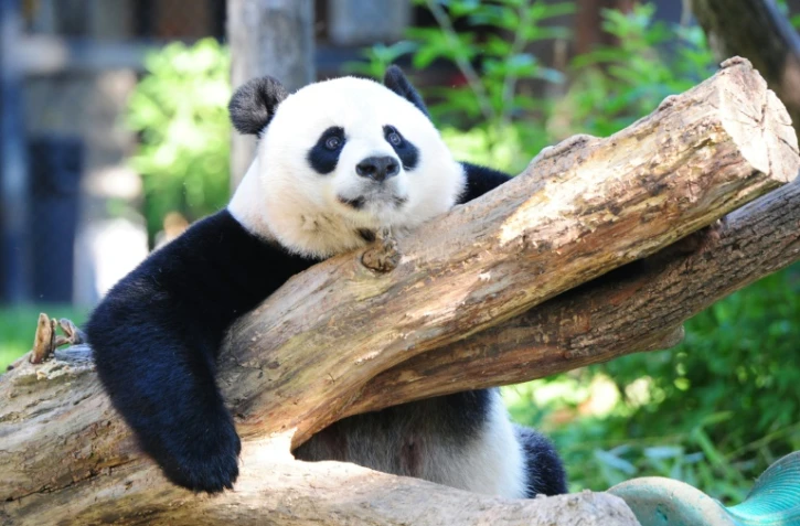 Un panda géant dans le zoo de Washington, le 24 août 2016