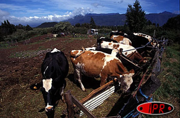 Élevage de bovins (Photo archives)