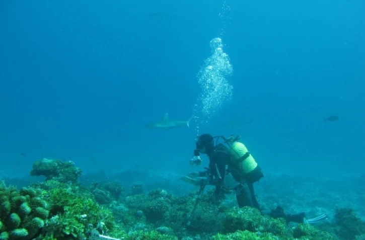 Requin dans les îles Eparses (photo Pascale Chabanet)