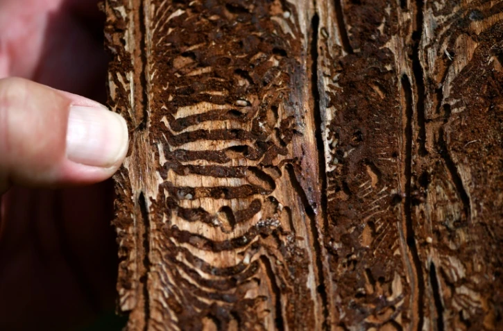 Les traces laissées par le scolyte sur un tronc d'arbre, à Hoexter en Allemagne, le 25 juillet 2019. Cette sorte de mini-scarabée saccage les forêts allemandes fragilisées par la sécheresse et les tempêtes liées au réchauffement climatique