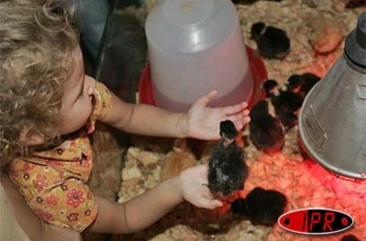 Foire de Bras-Panon (photo d'archives)