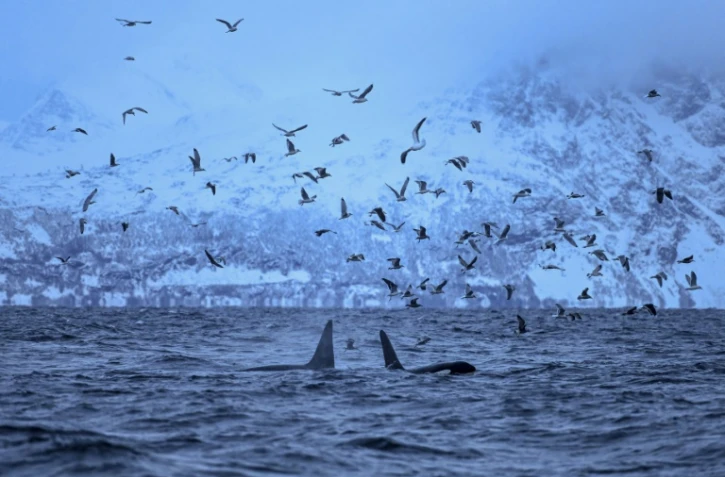 Des orques chassent un banc de harengs dans le fjord Reisafjorden, le 15 janvier 2019 près de Tromsoe, dans l'extrême-nord de la Norvège