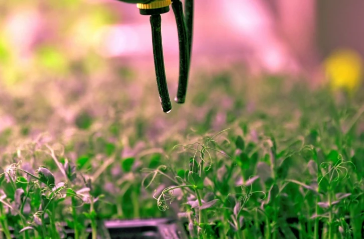 Ferme maraîchère érigée au milieu du désert à Dubaï, Al-Badia produit différents légumes à la verticale avec des techniques alliant des contrôles précis de la lumière et l'irrigation, le 4 août 2020