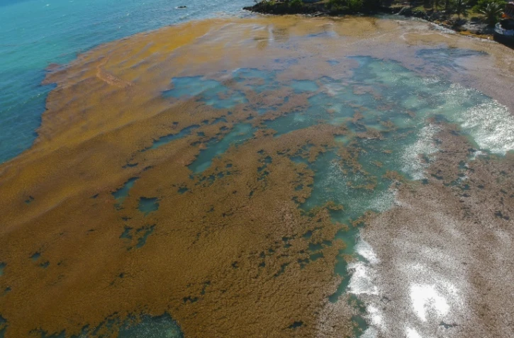 Des sargasses s'amoncellent sur la cĂ´te de Le Gosier, en Guadeloupe, le 23 avril 2018
