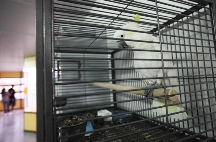 Cacatoès à huppe jaune