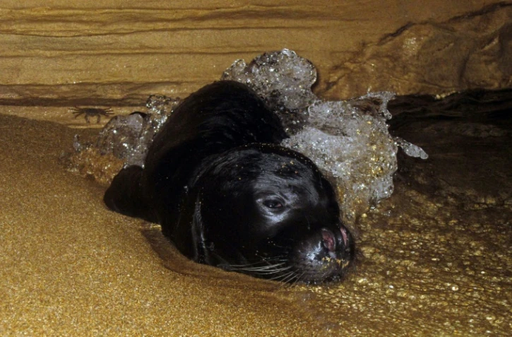Un bébé phoque moine (monachus monachus) se repose dans une grotte marine sur la côte ouest de Chypre, le 10 novembre 2011. Photo fournie par le Département de la pêche et de la recherche marine de Chypre