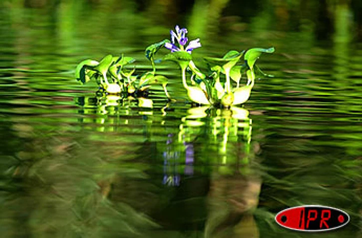 Flore aquatique de La Réunion