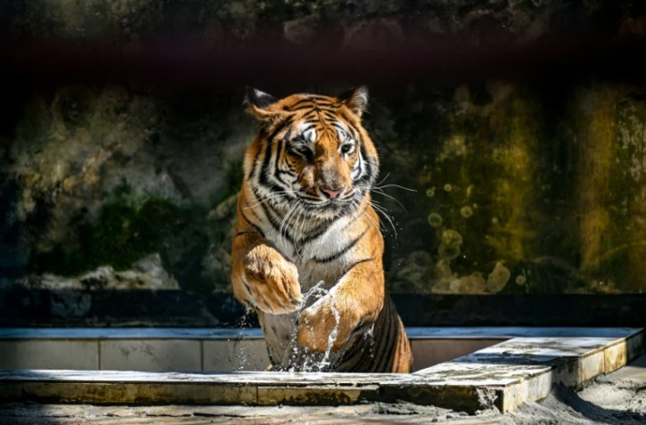 Un tigre du Bengale dans son enclos du  zoo national de Dacca, le 7 avril 2026 au Bangladesh