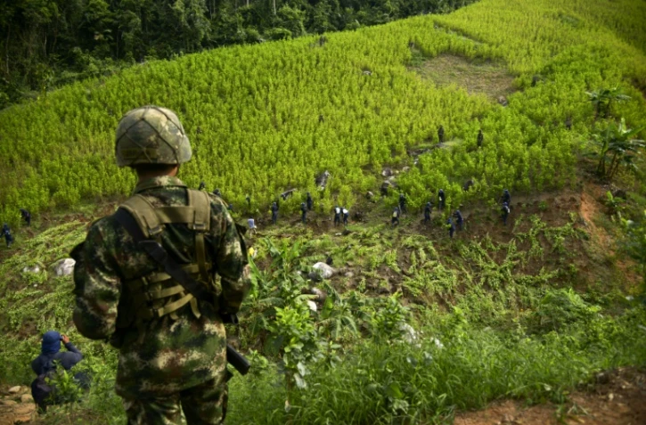 Un champ de coca près de Medellin en Colombie en septembre 2014