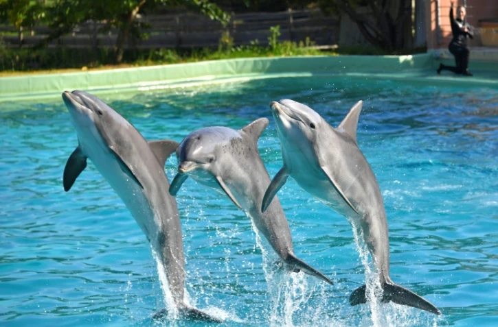 Des dauphins lors d'un spectacle au zoo de Port-Saint-Père, le 14 octobre 2017