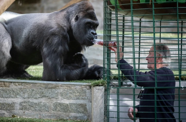 Pierre Thivillon, propriétaire du parc zoologique de Saint-Martin-la-Plaine, donne à boire à un gorille, le 17 mai 2021 deux jours avant la réouverture au public