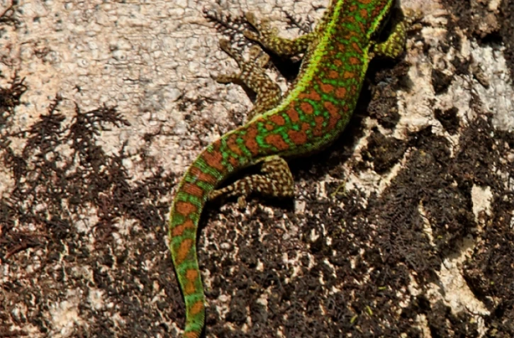 Journée de l'environnement le dimanche 5 juin 2011