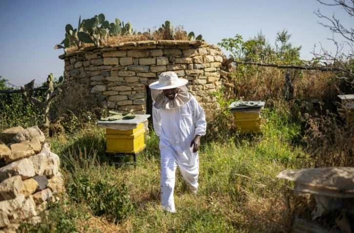 L'apiculteur Amanuel Hiluf inspecte ses ruches à Hawidela, près de Mekele, capitale du Tigré, le 10 octobre 2024 en Ethiopie