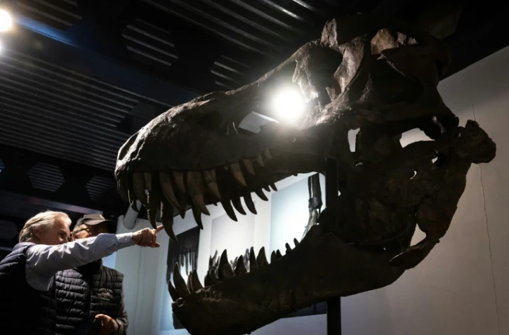 Le crâne du tyrannosaure rex "Trinity", lors de sa vente aux enchères à la maison Koller à Zurich, le 18 avril 2023
