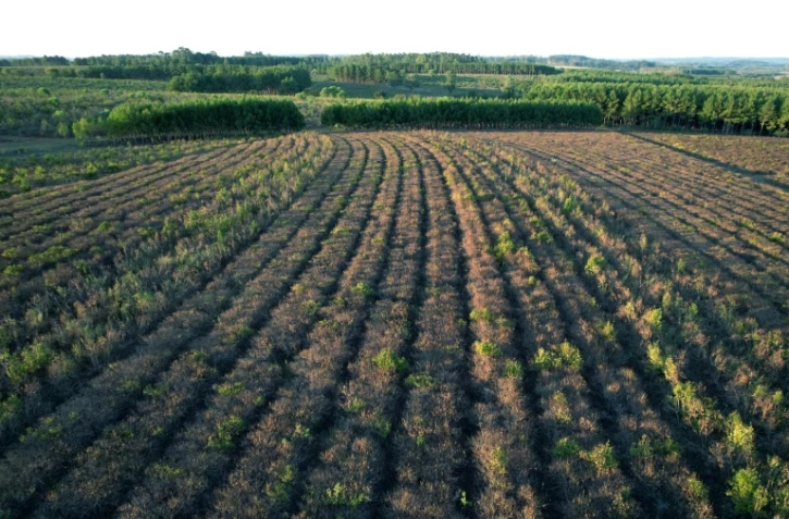 Des plantations de maté brûlées par la sécheresse à la coopérative agricole Colonia Liebig, le 23 février 2022 à Corrientes, en Argentine