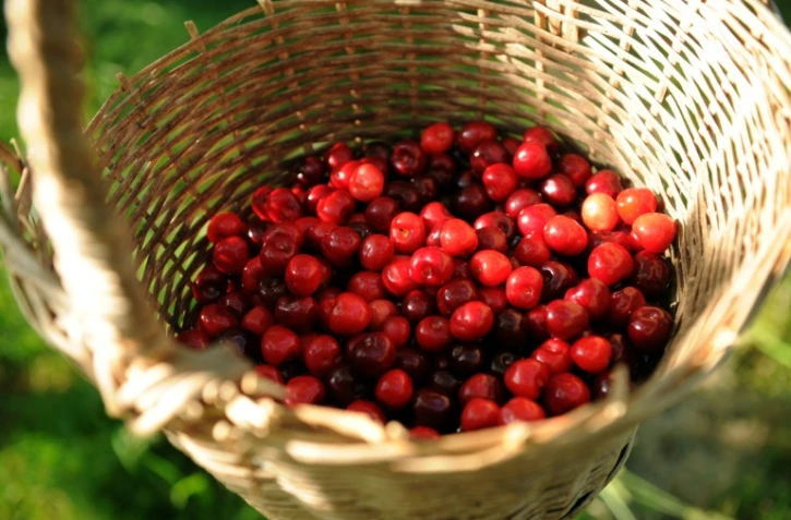 Récolte de cerises le 19 mai 2014 à Itxassou au Pays Basque