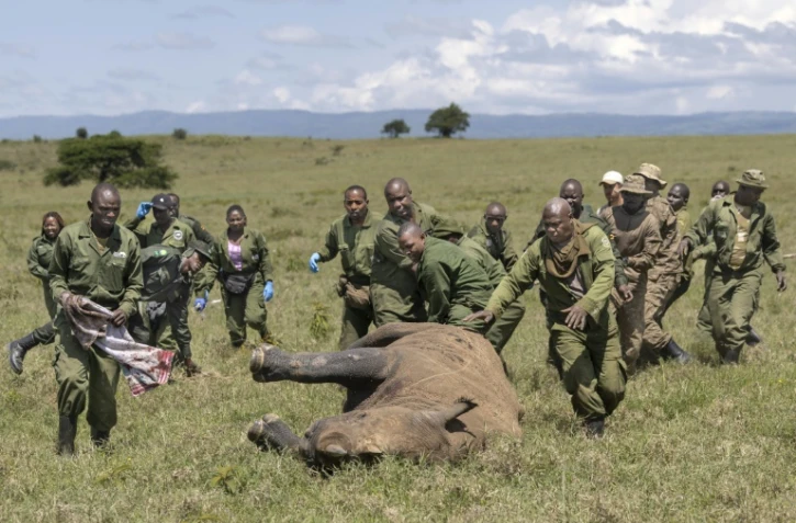 Des vétérinaires kényans et des rangers se précipitent pour aider une femelle rhinocéros sédatée à des fins de relocalisation, dans le parc national de Nakuru, au Kenya, le 7 juin 2025