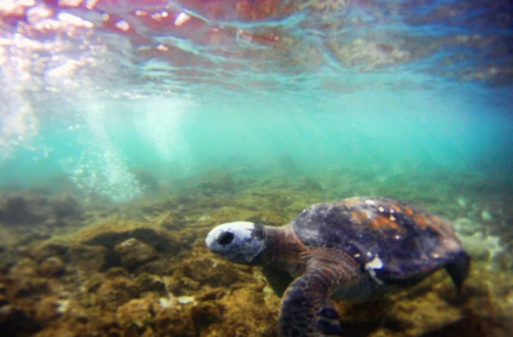 Une tortue près de l'Ile de Pâques, en juillet 2010