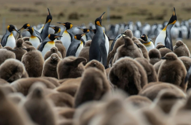 Pingouins sur les îles Falkland, en octobre 2019